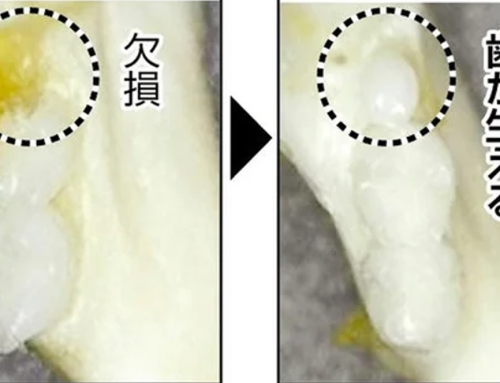 A Breakthrough in Teeth Regeneration: First Human Trials Begin This Month